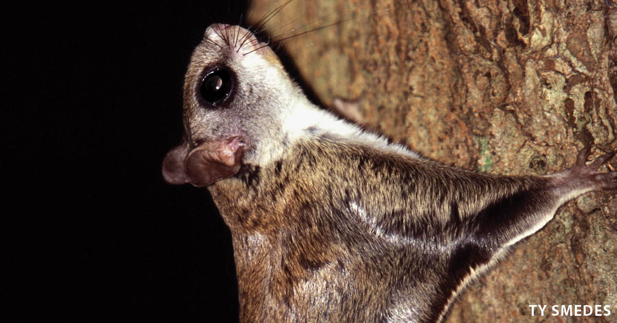 Flying squirrels live statewide, but seeing them is a whole different story. These tiny squirrels are strictly nocturnal. When they sleep, they hide away in tree cavities, making it difficult to catch a glimpse of them. Photo by Ty Smedes.  |  Iowa DNR